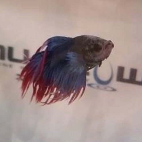 IndyFinn's profile picture. Just a (bloop) fish in a bowl with the best view of the best (blurb) local television in Indy. ‘Sea’ me every week day at 10am on @indystyle on @wish_tv