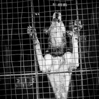 Sebastian Utreras (@seba_utreras) 's Twitter Profile