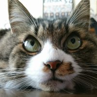 はっちゃん📎 (@sma_nyanko) 's Twitter Profile