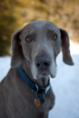 DC Dogs is a non-profit performing arts trouple in Washington, D.C. We do film, music, theater, and education.