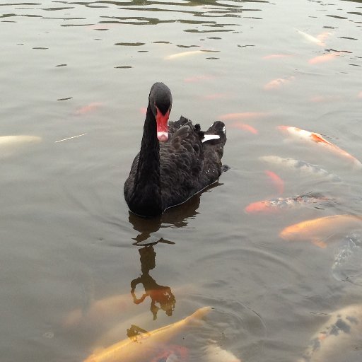 kasusliu's profile picture. 海外人士