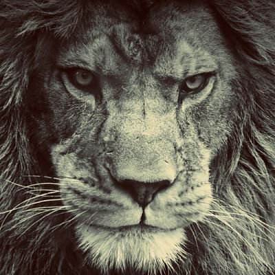 LionCha14366299's profile picture. 