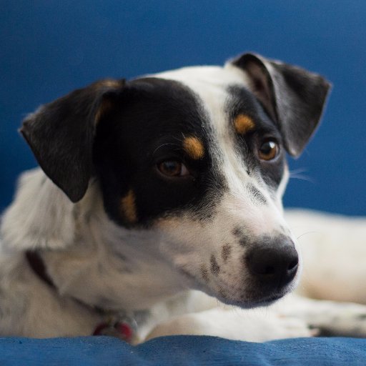 johnboniello's profile picture. Newish Dad. Director of Special education. Musician. Weather enthusiast. Amateur photographer. Learning to code. Personal account.