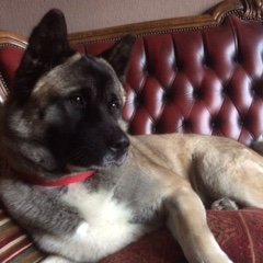 Research Psychologist, Mental Health Advocate. Mum of one and Akita owner (who thinks I'm her Mum)