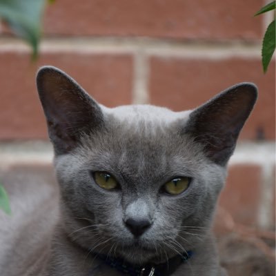 Adventures of Gus the Blue Burmese Cat - I have two staff to pander to my needs.I have 1 bro - Teddy the lilac who wants to be the Top Cat but he ain’t!