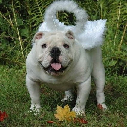 I was the official mascot of Bryant University in RI. OTRB 12/6/17. GO BULLDOGS! Bryant Honorary Degree, 2010. For Tupper II updates, follow @bryanttupper