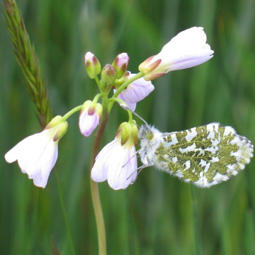 Sharing the wildlife and campaigning to save this incredibly rich and diverse greenbelt site