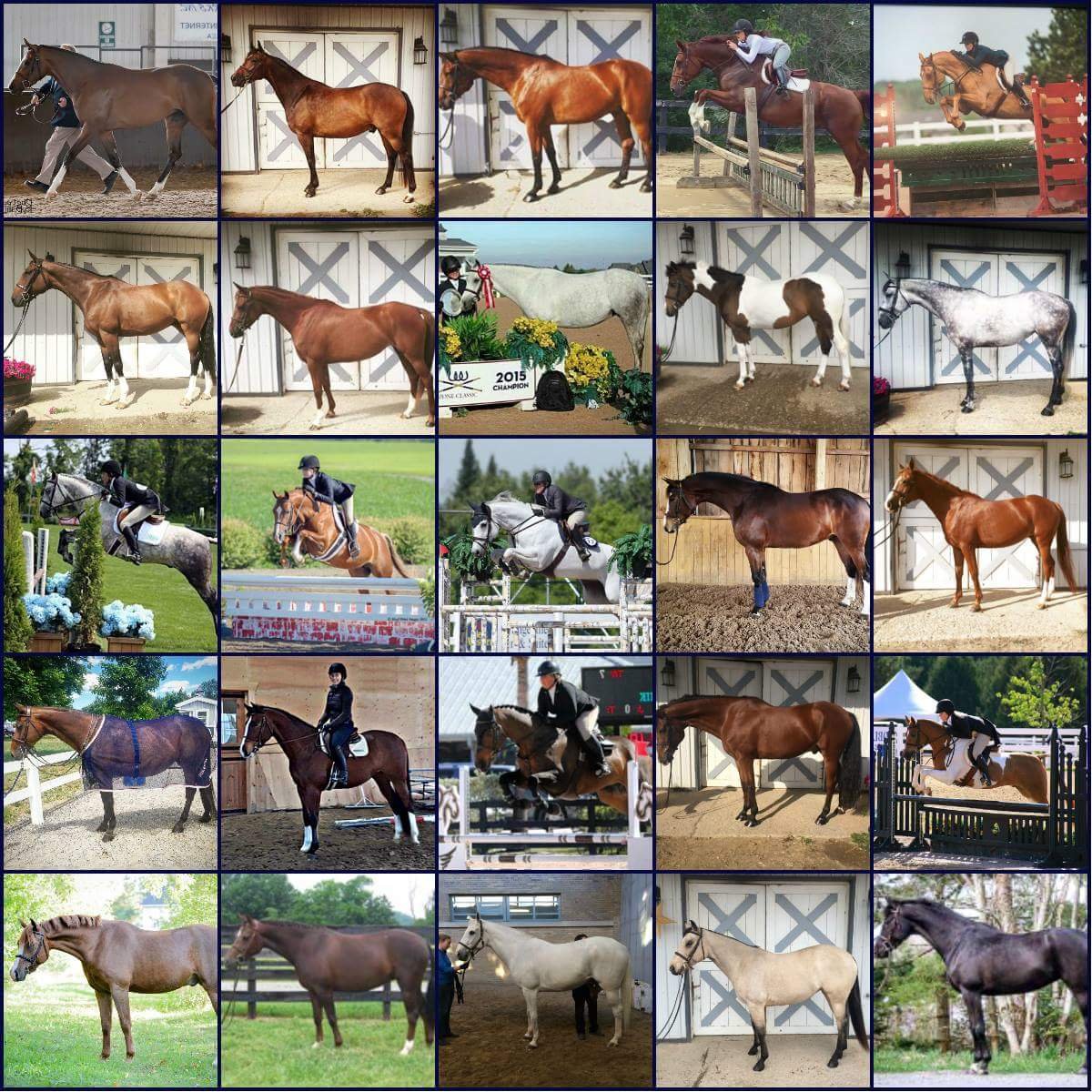 Hunter/Jumper Sales & Show Horses in Ontario, Canada. Owned & operated by professional rider & trainer Natalie Bova.