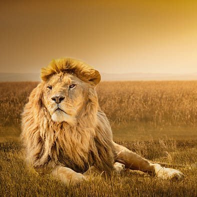 Woke Carnivore 🍖 (@WokeCarnivore) | Twitter