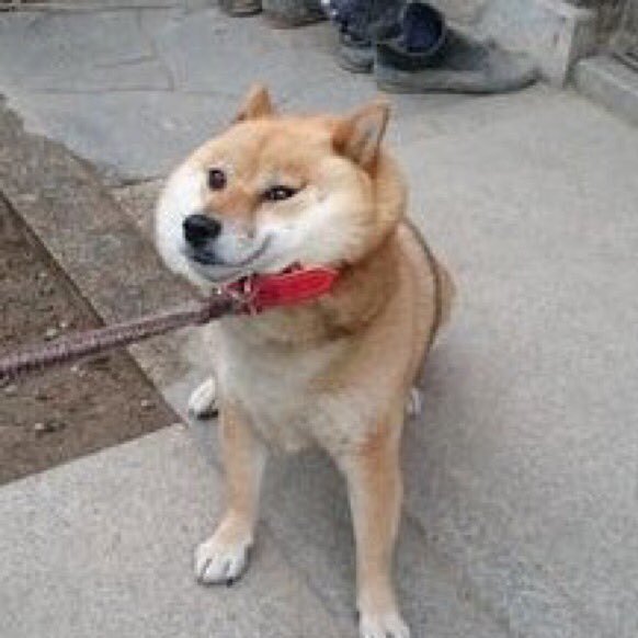 柴犬 低迷中 ポケモンみたいに育て屋さんいて初心者の自分を育ててくれるみたいなのないかなwww 仮想通貨盛りがってる内にfx成功させてサクセスストーリーを歩みたい 甘え 柴犬 低迷中 ポケモンみたいに育て屋さんいて初心者の自分を育ててくれるみたいなのないかなwww 仮想通貨盛りがってる内にfx成功させてサクセスストーリーを歩みたい 甘え