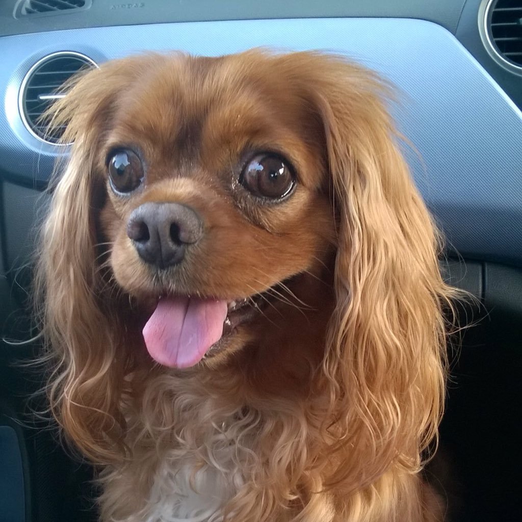 Susan_Surgeoner's profile picture. Enjoy fresh air and walking my dog :)