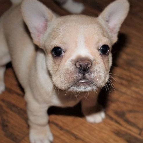 Our family is located just north of Columbus, Ohio and we love french bulldogs. We raise our puppies inside our home surrounded by a loving family.