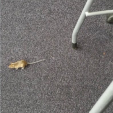 CletMouse's profile picture. Hey bois, it’s me. Ya friendly Clet mouse!