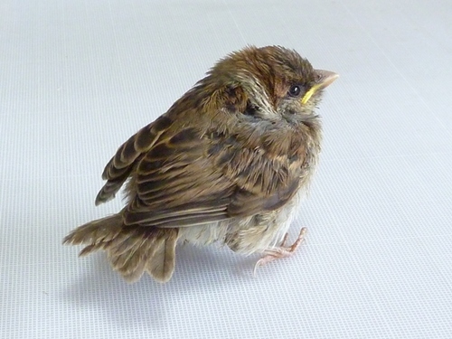 midriiz's profile picture. Addicting figure skating, football, and various other kinds of sports that are fun things. Born in Fukushima pref/ フィギュアスケート滑る人