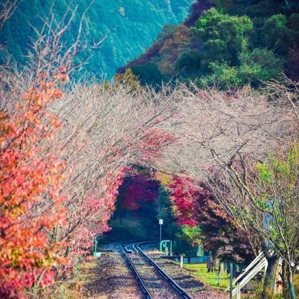 Sincuvate's profile picture. 백업계