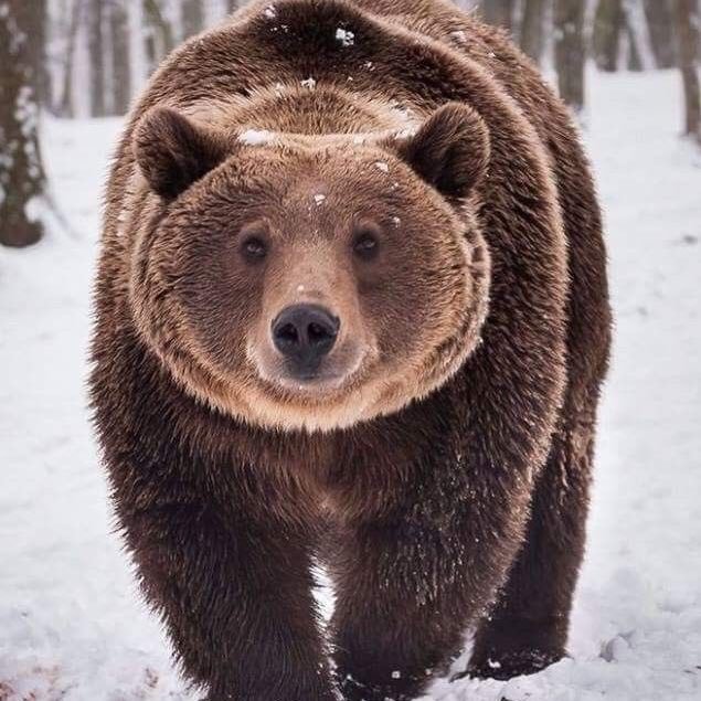 bearEUROPA's profile picture. #FBPE. Saboteur. Brexit Elite & ToryUKIP hijacked this country with lies. We must stop their fraudulent Brexit project before they ruin us #SaveUK #KillBrexit