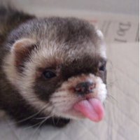 thecompanionferret(@companionferret) 's Twitter Profile Photo