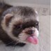 thecompanionferret (@companionferret) Twitter profile photo thecompanionferret (@companionferret) Twitter profile photo