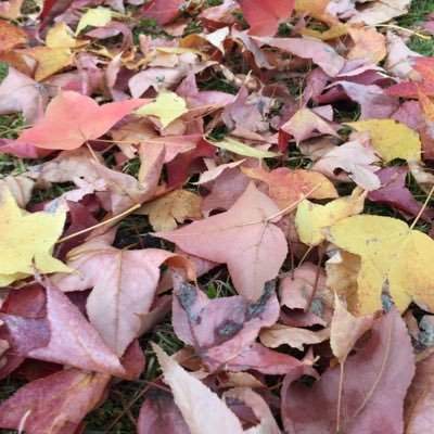 ReiTeiYuu's profile picture. 