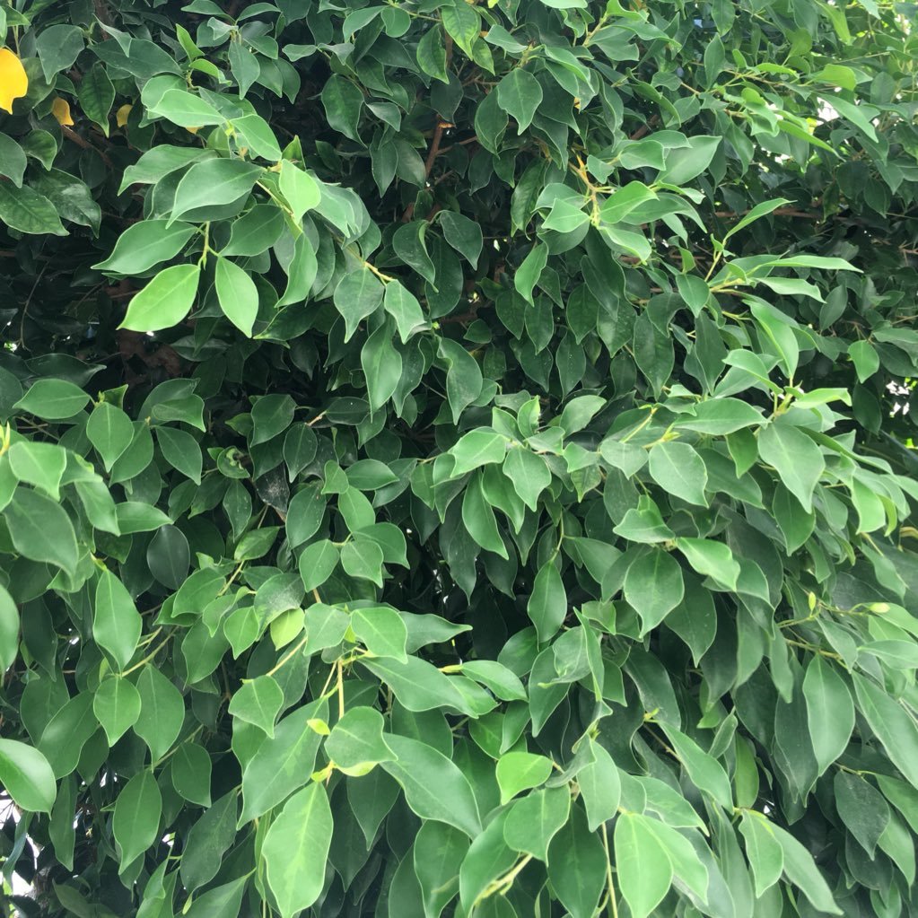 ShabaMohammad's profile picture. 