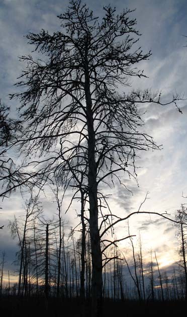 ElementTree's profile picture. Strggeling my way through life, and thankfull for every minute of it! Everything happens for a reason, and I will make it work!