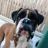 BoxerDogs (@boxerdogunion) Twitter profile photo