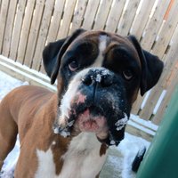 BoxerDogs(@BoxerDogUnion) 's Twitter Profileg