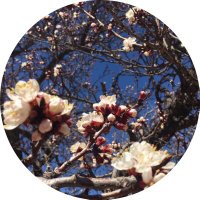 Aseela Al-Masroori (@masroreya) Twitter profile photo