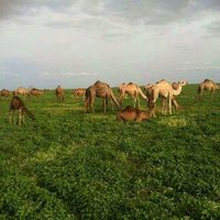 عاشق الابل واهلها ٠٥٠٩٥١٥٦١٨ (@thn2zjrtbwbsakm) Twitter profile photo