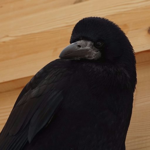 Beautiful,clever & stubborn as a corvid! Corvus Frugilegus. Loves her peanuts! Adventurous life, needed help from humans and now lives free.