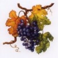 Vitis vinifera (@vitis_ssp) 's Twitter Profile Photo Vitis vinifera (@vitis_ssp) 's Twitter Profile Photo