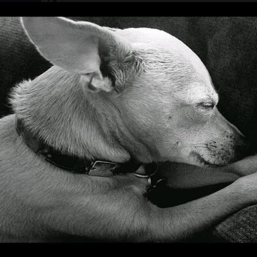 tanostramo's profile picture. 