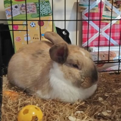 ddmp44's profile picture. Fun, family orientated, love my dogs, Marley and Bailey the rabbits.
 Horror movies, comedy and my car Mutley