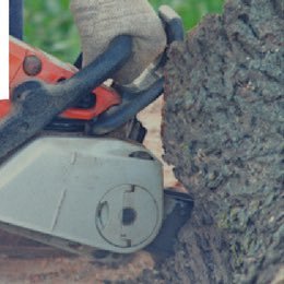 Complete Tree Care & Tree Service in Houston, TX! LICENSED AND INSURED. FOLLOW - TWEET @ArborTrue - SHARE with your family and friends! #treeservice done right!