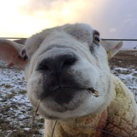 Gordon Struth (@gordon_struth) 's Twitter Profile