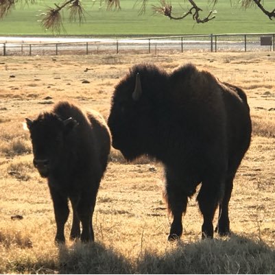 Sheffield hookup websites