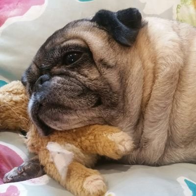 CaymusPug Profile Picture