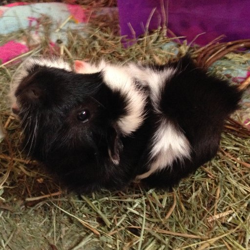 RIP Arwen (in profile photo) 12/11/17. Two guinea pigs muse about life.  Sometimes we let the human get a word in, too. #CivDei #AbortionHurtsWomen