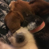 Kyana The Beagle + Leia The Cat (@kyanaseger) 's Twitter Profile