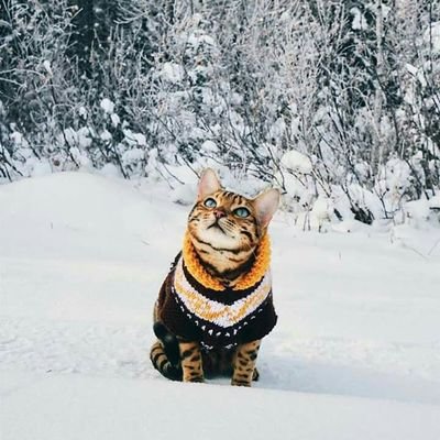 Alsi_Billi's profile picture. THE BENDS