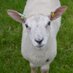 SuppliesforFarmers (@sffarmers) Twitter profile photo SuppliesforFarmers (@sffarmers) Twitter profile photo