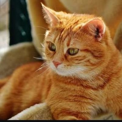 預言者 天瀬ひみかさんを応援しています。
『【ホルスの言葉】 善を始むるに遅きはなし。悪を終うるに早きはなし。』
限りある自然を守っていくため気づいた人から聖三活動を始めましょう!
鍵アカの方や、聖三活動に従事されてる様子が無い方はブロックさせて頂くことがありますのでよろしくお願いします。