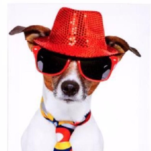 Tous les jours un chien avec un chapeau !
Instagram : chienavecunchapeau