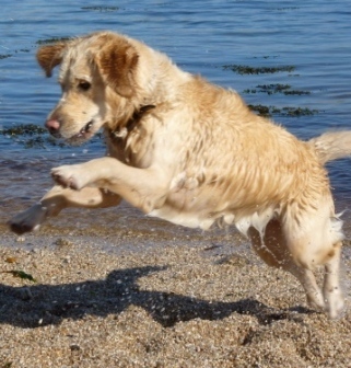 Natalie/Nat. Complete wildlife geek. Birder, gull roost & sea-watcher🦉🐋Mammal recorder 🦊Bug hunter🪲Obsessed with my exceptionally silly Golden Retriever 🐾