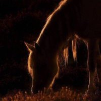 سبحان الله (@lwo21c2g0wdes5a) 's Twitter Profile