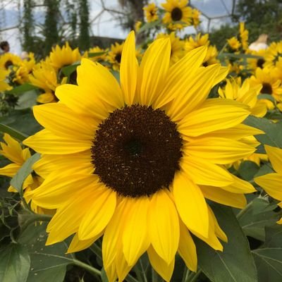 pinkiestroud's profile picture. 