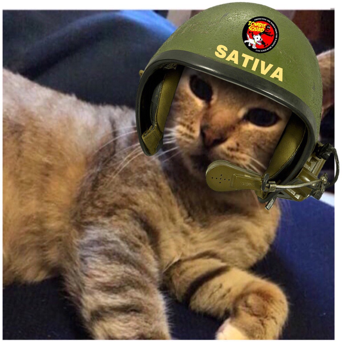 Hi my name is Sativa Aponte. Meow. I am very proud member of the #zshq destroy teh zombies! I love wrestling.