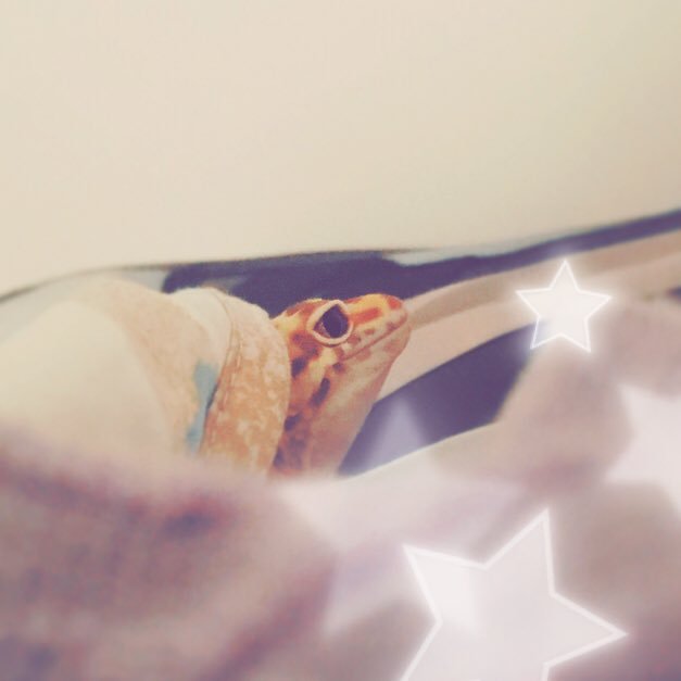 ❄️🐝さんのプロフィール画像