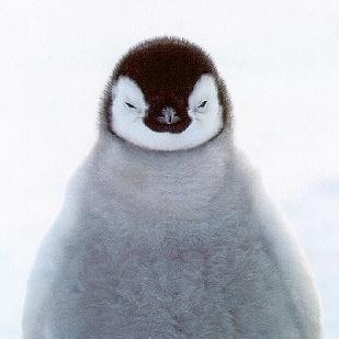 Aceantarcticさんのプロフィール画像