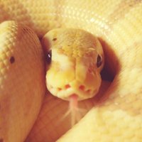 バナナ@バナナの家 (@ballpython1207) Twitter profile photo